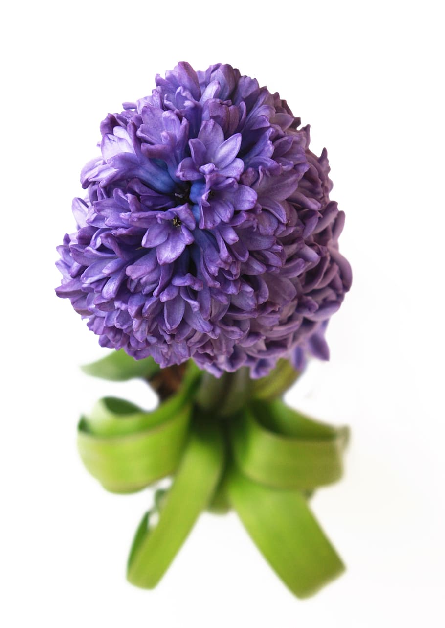 ヒヤシンス 花 紫 春 植物 ガーデニング 自然 庭 花序 白背景 Pxfuel
