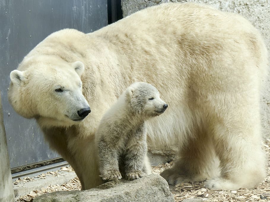 ursos polares, urso polar, fêmea, filhote, mamífero, natureza, animais selvagens, ártico, predador, ao ar livre