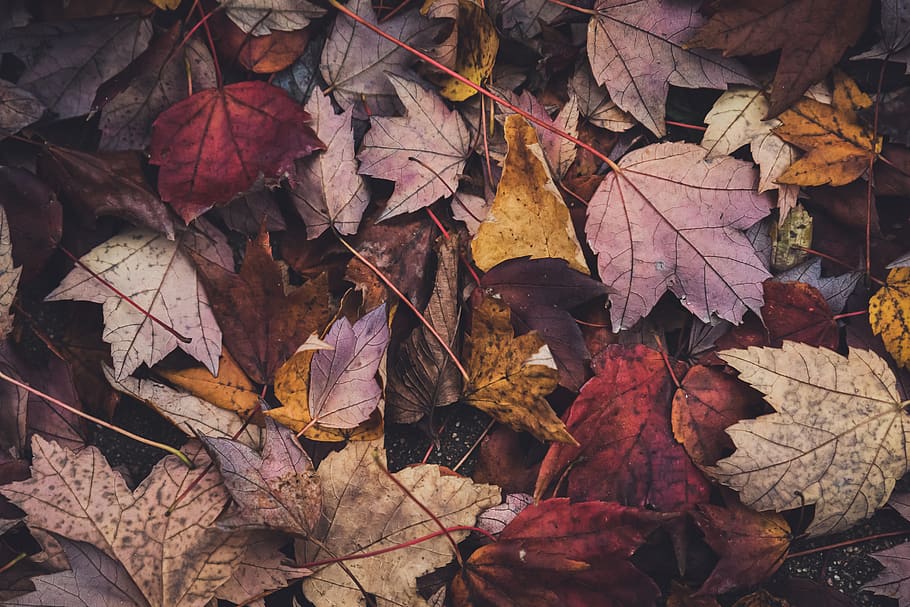 otoño, hojas, fondo, naturaleza, surtido, acción de gracias, halloween, estacional, arce, árbol
