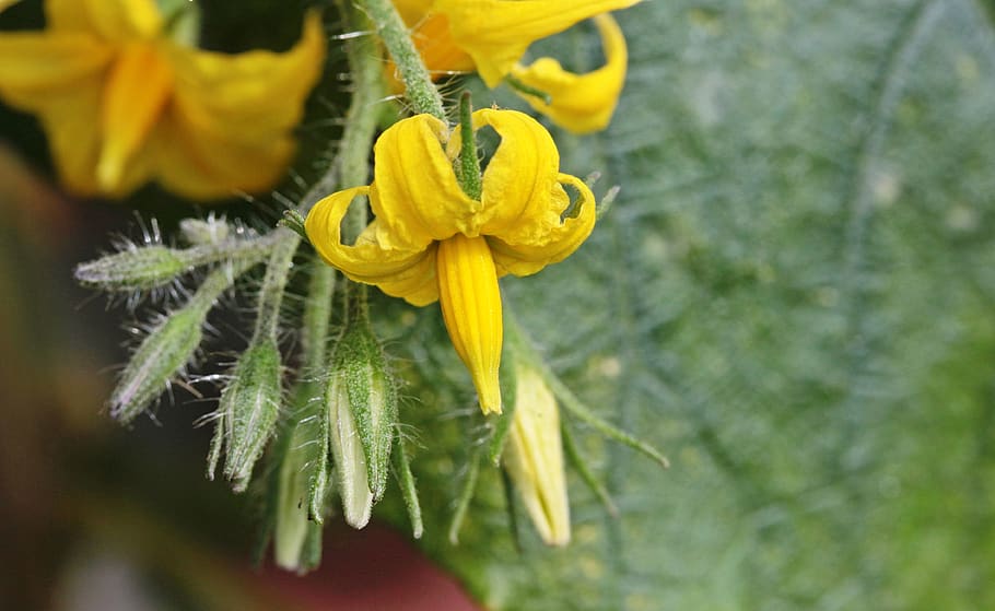 flores de tomate, botões de tomate, aberto, fechado, fragrância, peludo, close-up, planta, amarelo, flor