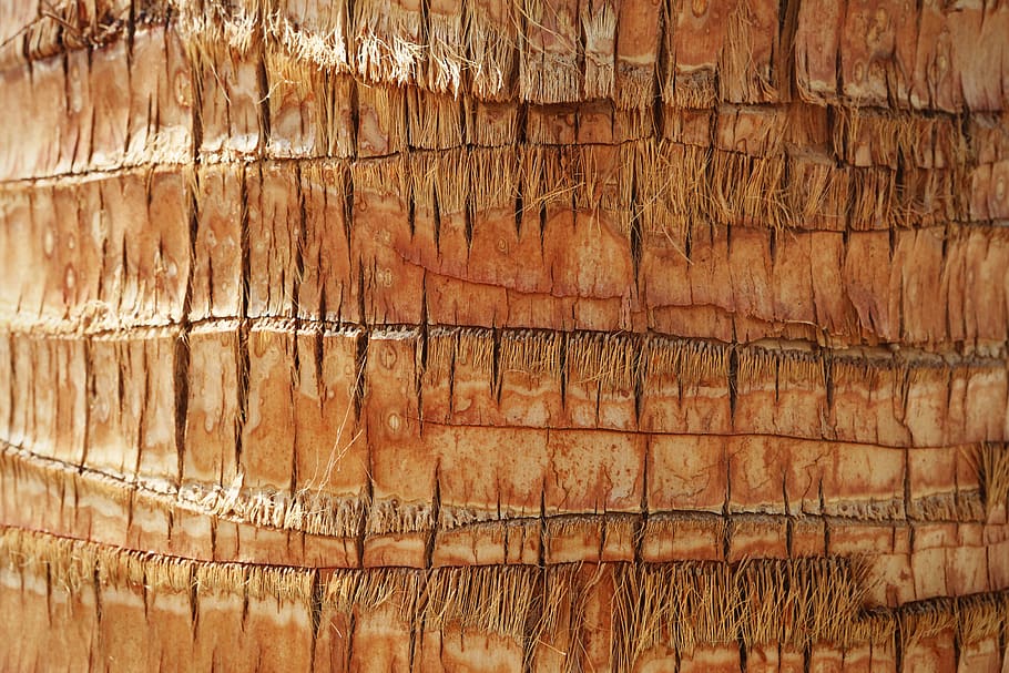 palmeira, tronco de árvore, casca, planos de fundo, quadro completo, padrão, marrom, texturizado, madeira - material, sem pessoas