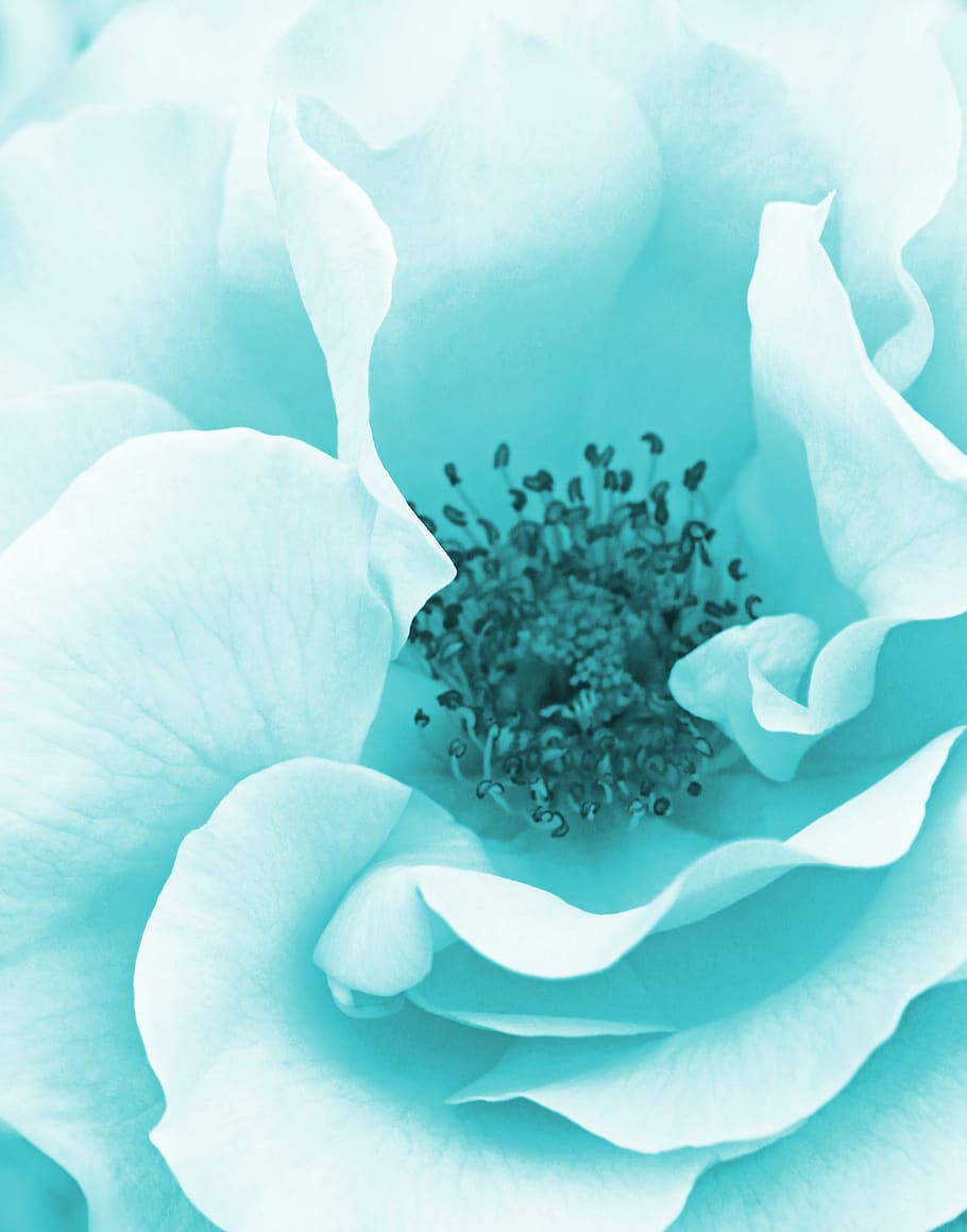 blue, rose, flower, romantic, floral, nature, bloom, blossom, decorative, digital art
