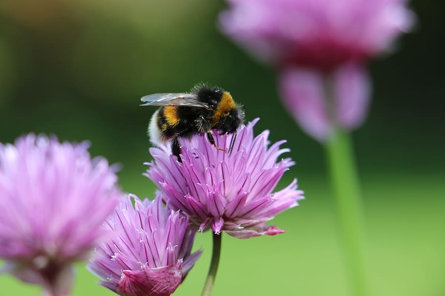 close-up photo, orange, black, honeybee, perched, pink, chive flower, bee, bumble bee, bumblebee