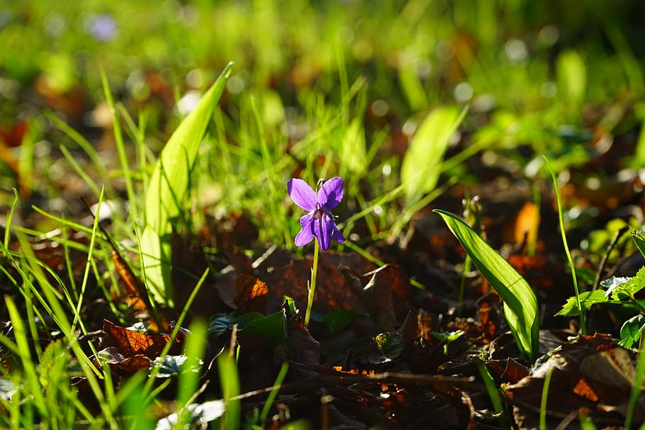 wald violeta, violeta, flor, florecer, primavera, heraldo de la primavera, olor, viola reichenbachiana, viola, planta herbácea