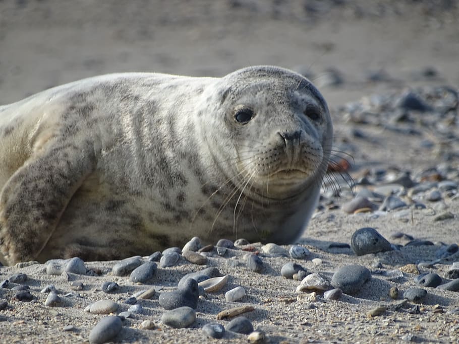 robbe, foca, helgoland, playa, arena, animal acuático, mar del norte, mamífero, foca canina, focas grises