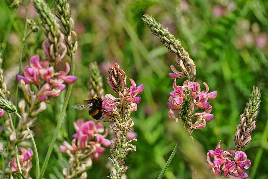 close-up photo, pink, orchids, plant, chuck sainfoin, hummel, spring, flower, flowering plant, animal wildlife
