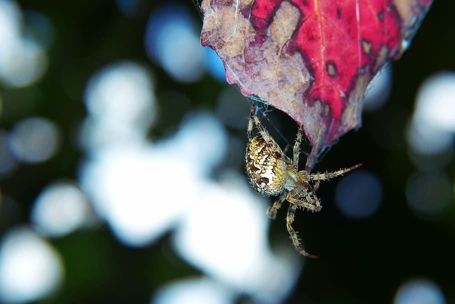 signs of autumn, leaf, forest, spider, cobweb, bokeh, vegetation, animals, nature, at the court of