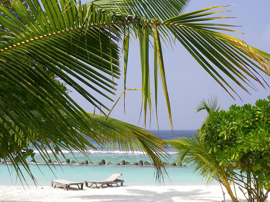 Palmera, playa, mar, Maldivas, hoja de palma, clima tropical, árbol, planta, naturaleza, cielo