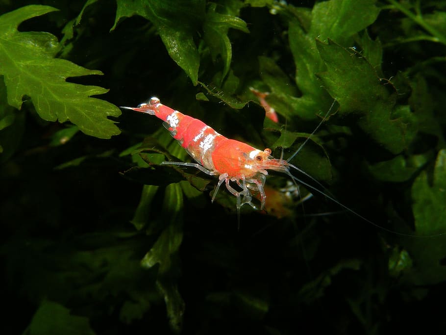 close-up photography, prawn, Shrimp, Aquarium, Creature, Probe, underwater, animal, bee shrimp, red