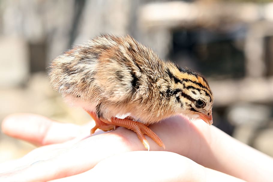 quail chick, person, hand, animal, attractive, baby, beak, breast, chick, chicken