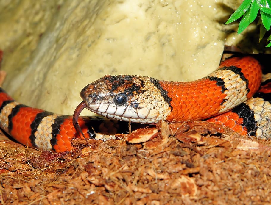 king snake, snake, banded, red, black, colorful, attention, on the lurking, lampropeltis, non toxic