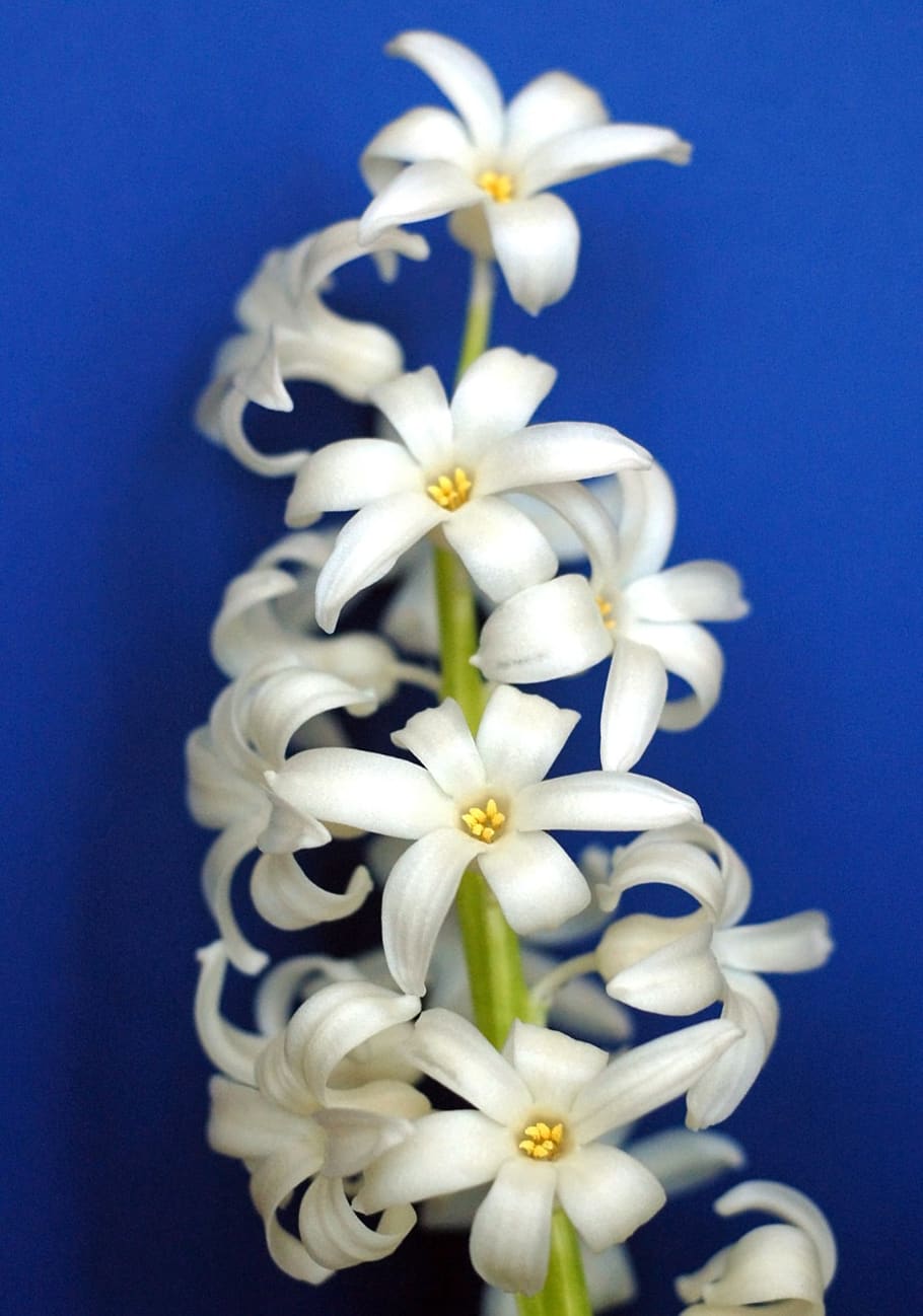 flower, hyacinth, cream, white, spring, blue, navy, background, plant, flowering plant