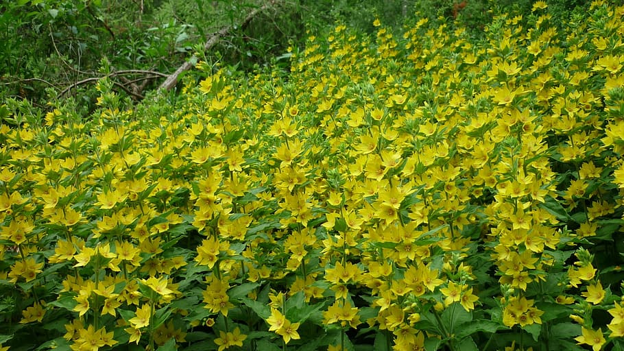inula, selvagem, tapete de flores amarelas ouro, bem brilhante, prado molhado, natureza, folha, planta, verde Cor, ao ar livre