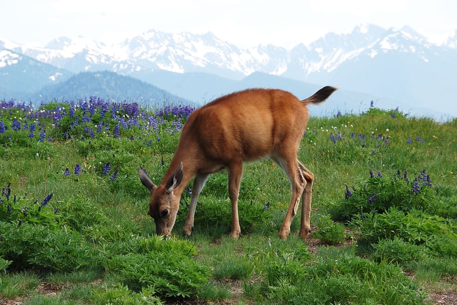 Deer, Fauna, Mammal, Food, Mountain, mountain ridge, ridge, mountain flora, snow, eternal
