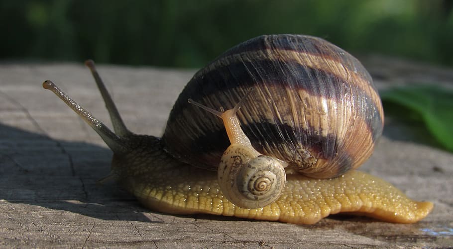 snails, macro, mom, nature, slimy, creeps, animals, slug, clam, shell