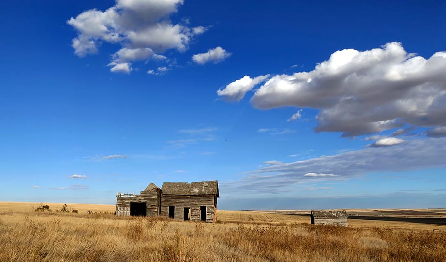 Rural, Alberta, wooden, shack, plant, field, daytime, sky, cloud - sky, built structure