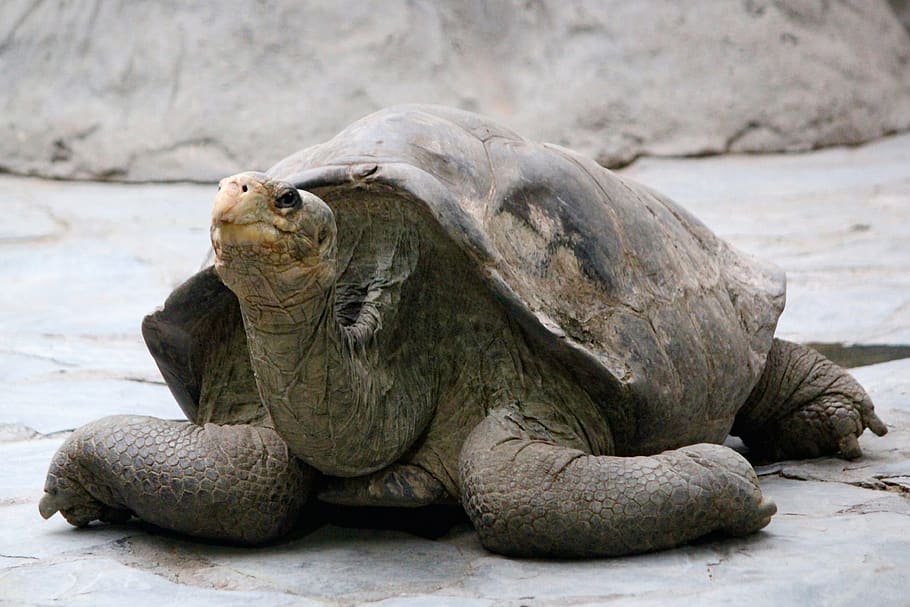 turtle, huge, the galapagos islands, animal, reptile, shell, head, zoo, animal themes, animal wildlife