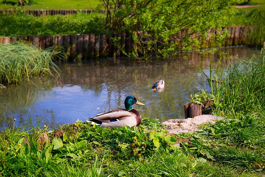 ducks, animals, birds, grass, green, pond, sit, sitting, swim, swimming