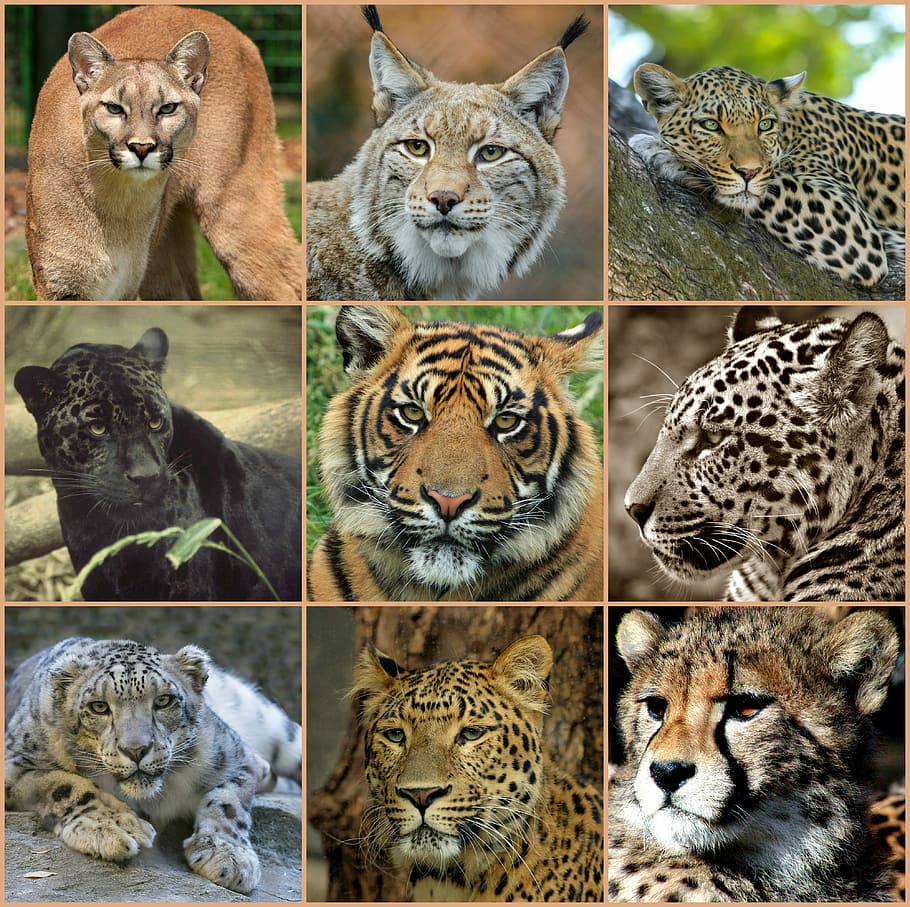 foto, tipos, salvaje, collage de gatos, grandes felinos, collage, depredadores, animales, desierto, naturaleza