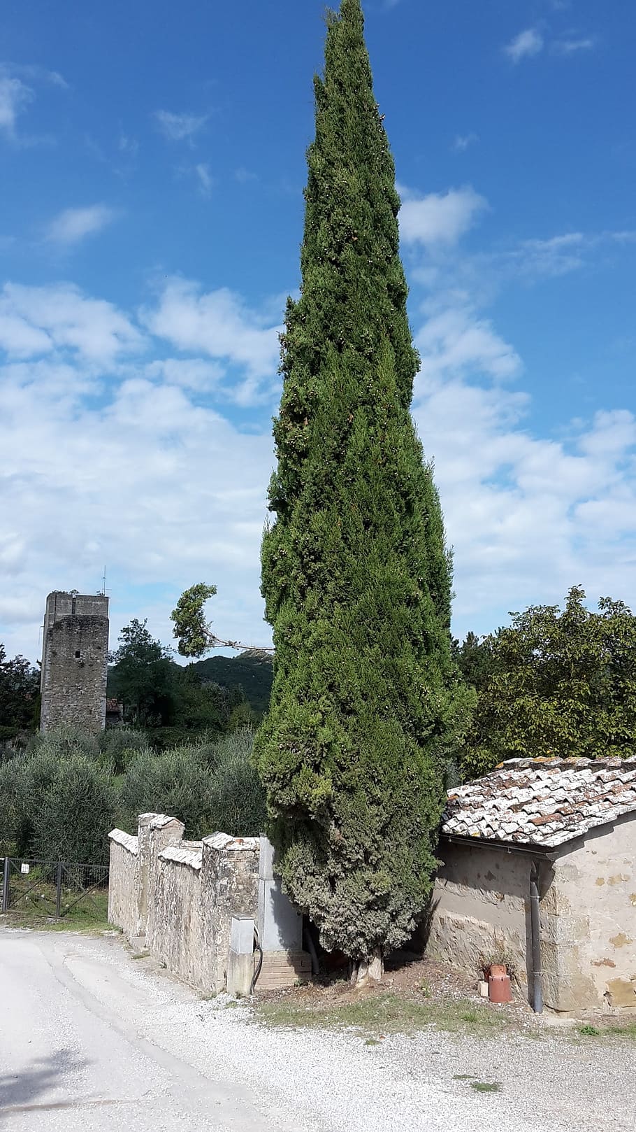 cypress, tree, real cypress, italian cypress, cypress under glass, nature, tuscany, plant, architecture, built structure