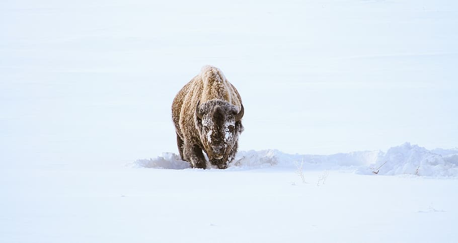 brown, bison, walking, snow, buffalo, feeding, eating, landscape, outdoors, wilderness