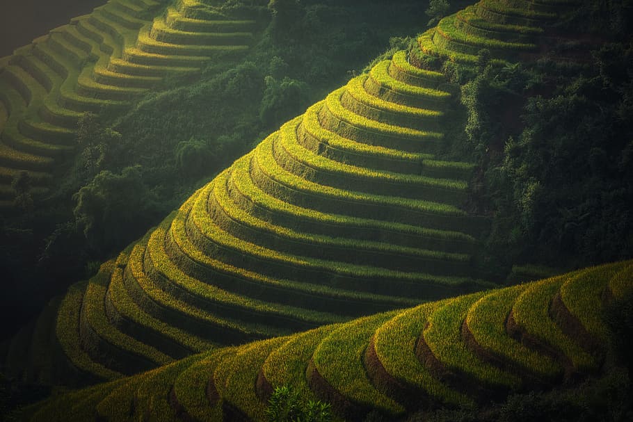 terrazas de arroz, club de golf, el pueblo, agricultura, cañones, vietnamita, tailandia, tierra, áspero, verde