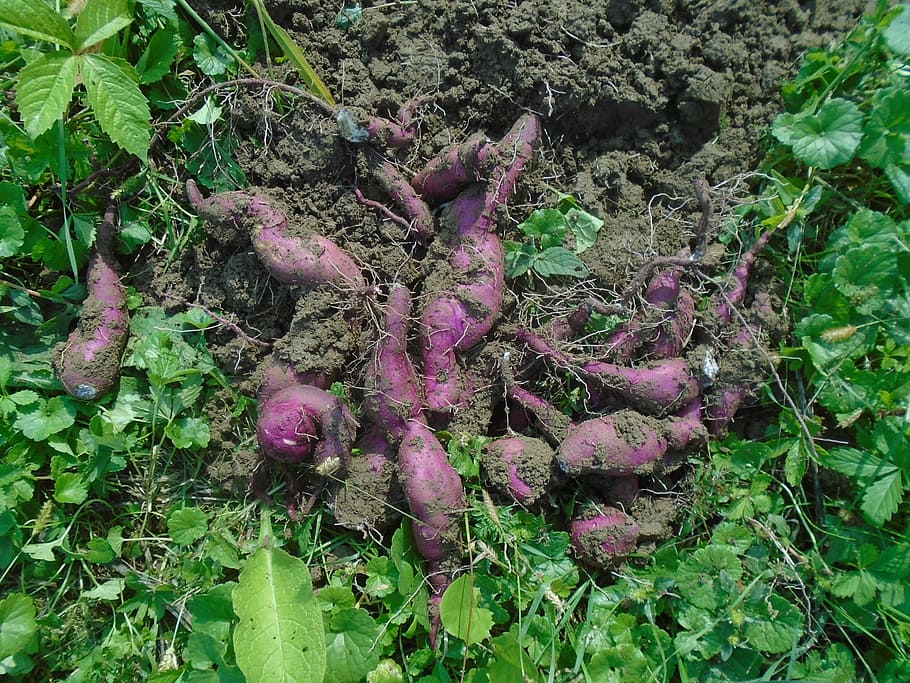 batáta, sweet potato, ipomoea bata depression, vegetables, crop, plant, perennial plant, nature, garden, growth