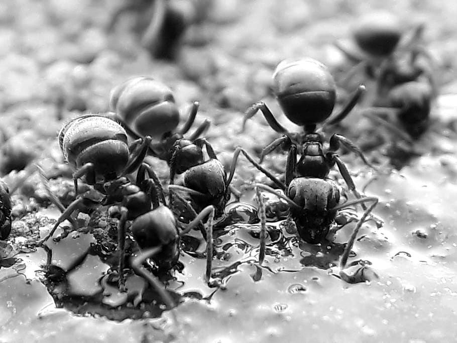 ants, animals, insect, nature, eat, macro, black and white, greyscale, black and white photo, close up