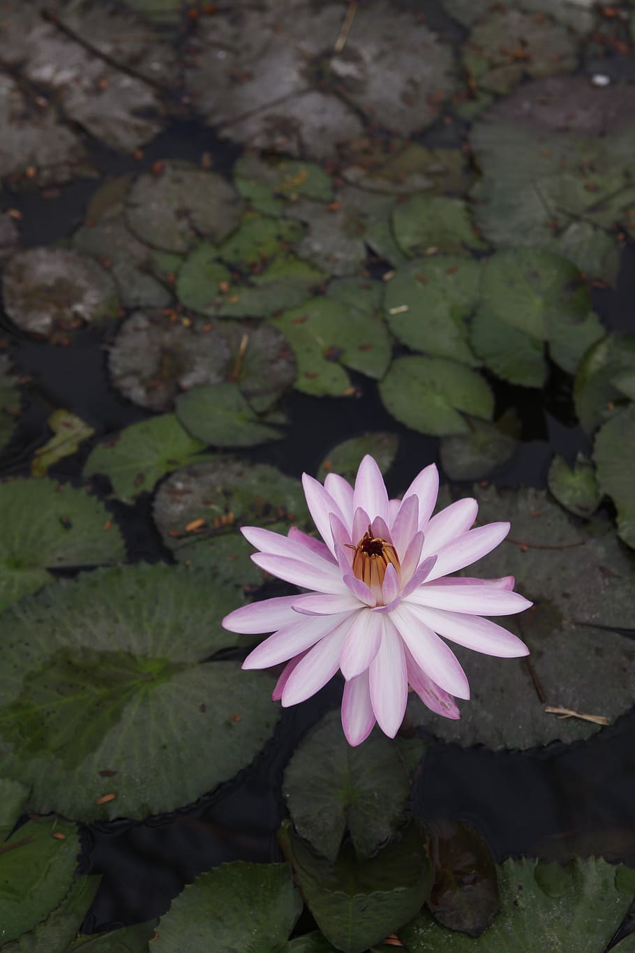 water lily, sung, pond, rajamangala, thailand, flower, flowering plant, petal, plant, fragility