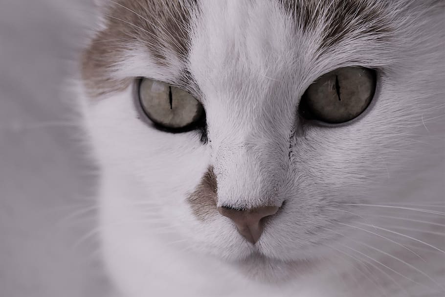 cat, pet, animal, tiger cat, cat's eyes, moustache, cat face, close, cat portrait, eyes