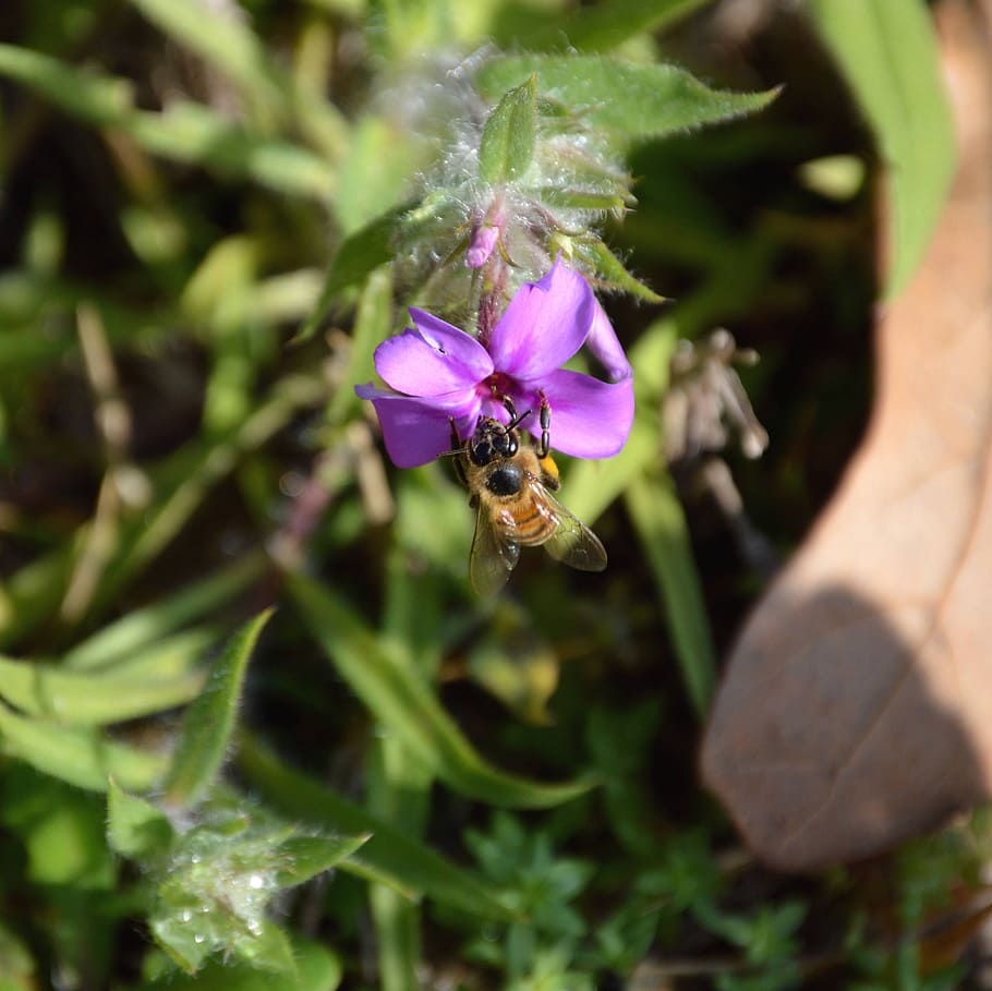 Растения от мух. Pollinate Flowers a [pic. Цветки Алис цветки мушки амбара его фотографии.