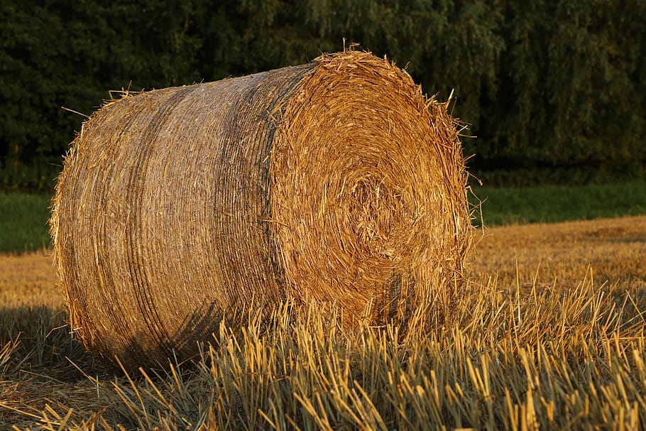 straw, bale, agriculture, harvest, hay, field, straw bales, landscape, summer, cereals