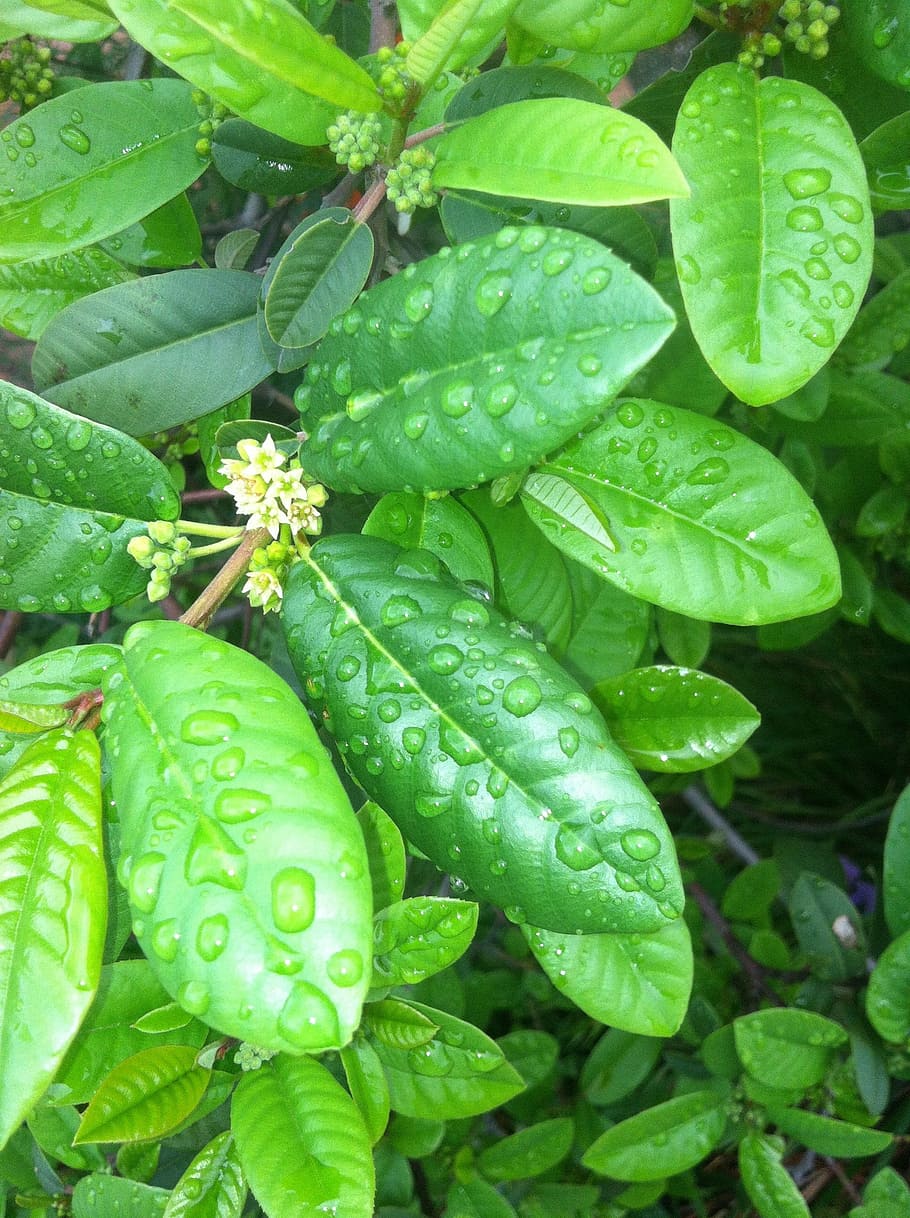 Coffeeberry, Flor, Brotes, planta, hojas, lluvia, empapado, gotas, gotita, jardines