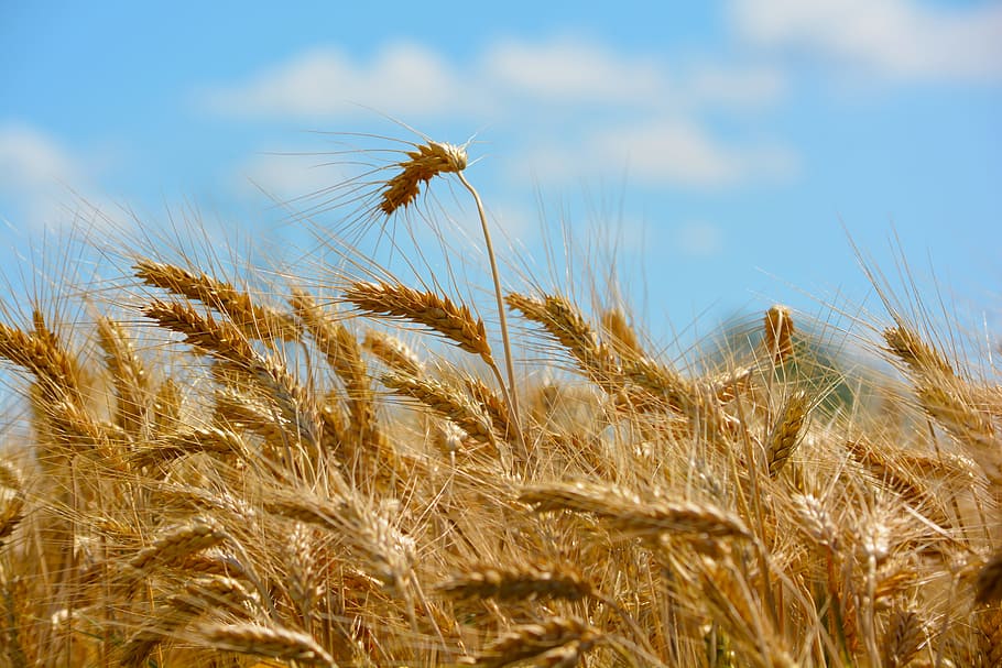 米小麦, 昼間, 小麦, chaitanya kによる, 穀物, 農業, 小麦の穂, 作物, 植物, 穀物植物