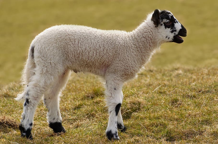white, black, sheep, grassland, lamb, young, farm, cub, yorkshire, england