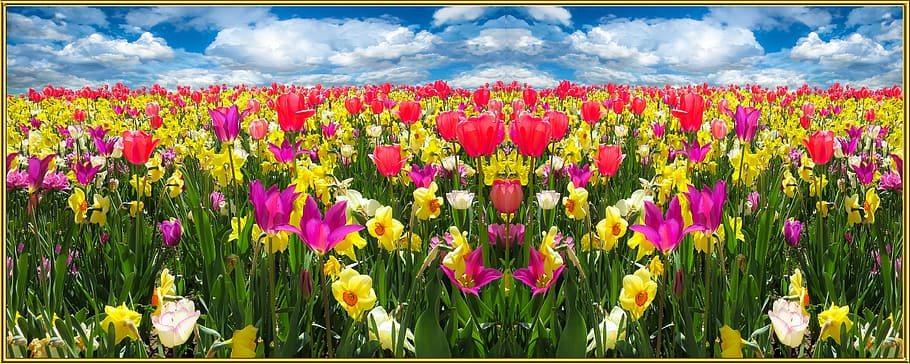 red, pink, Spring, Nature, Flowers, Blossom, Bloom, flower meadow, tulips, osterglocken