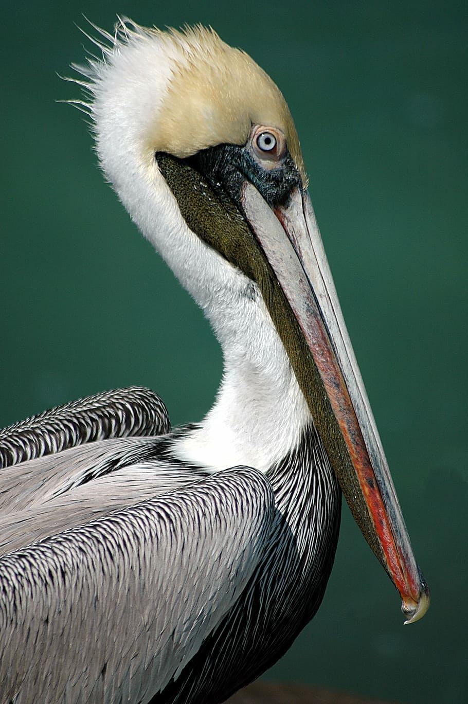 white, black, brown, bird, long, beak, pelican, avian, tropical, water bird
