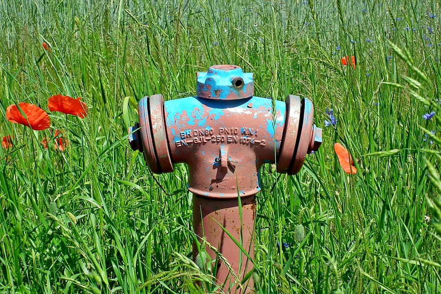 fire hydrant, meadow, grass, poppies, summer, nature, plant, green color, field, land