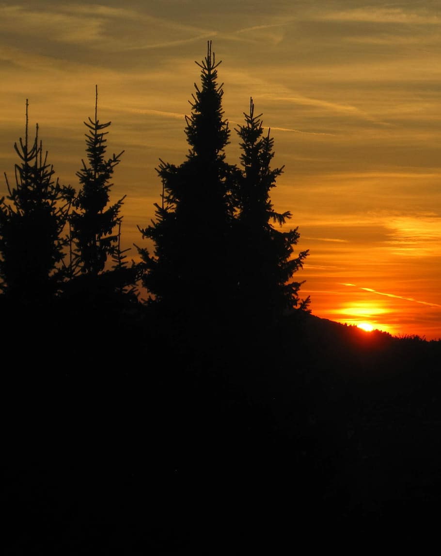 Sun Goes Down, Firs, Edge, Woods, edge of the woods, atmospheric, mystical, sun, mood, abendstimmung