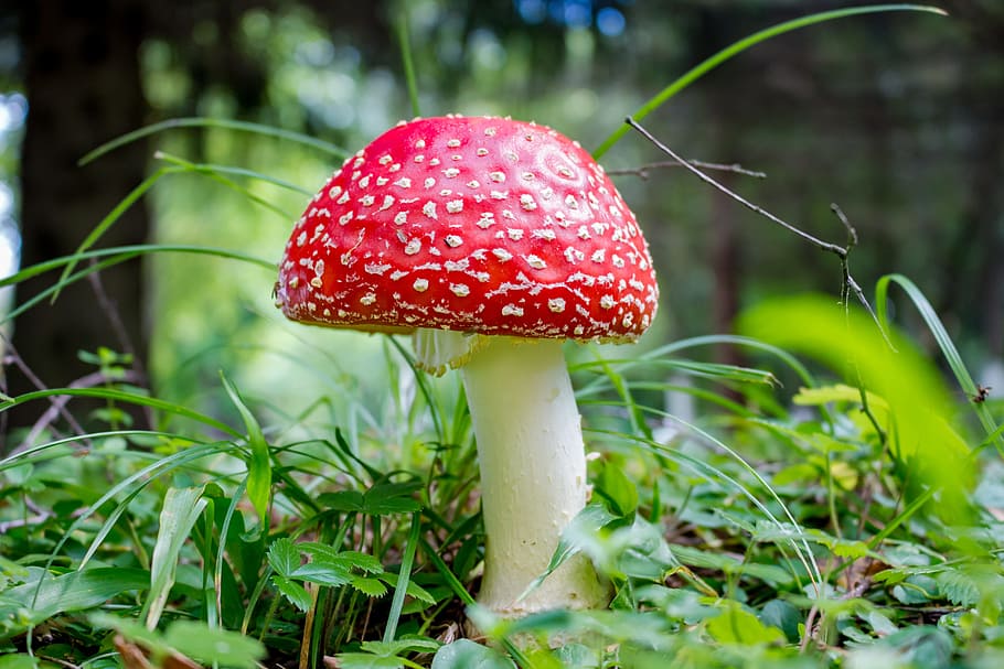 close-up photography, red, mushroom, amanita, lawn, poisonous, mushrooms, flies, odorous, inedible