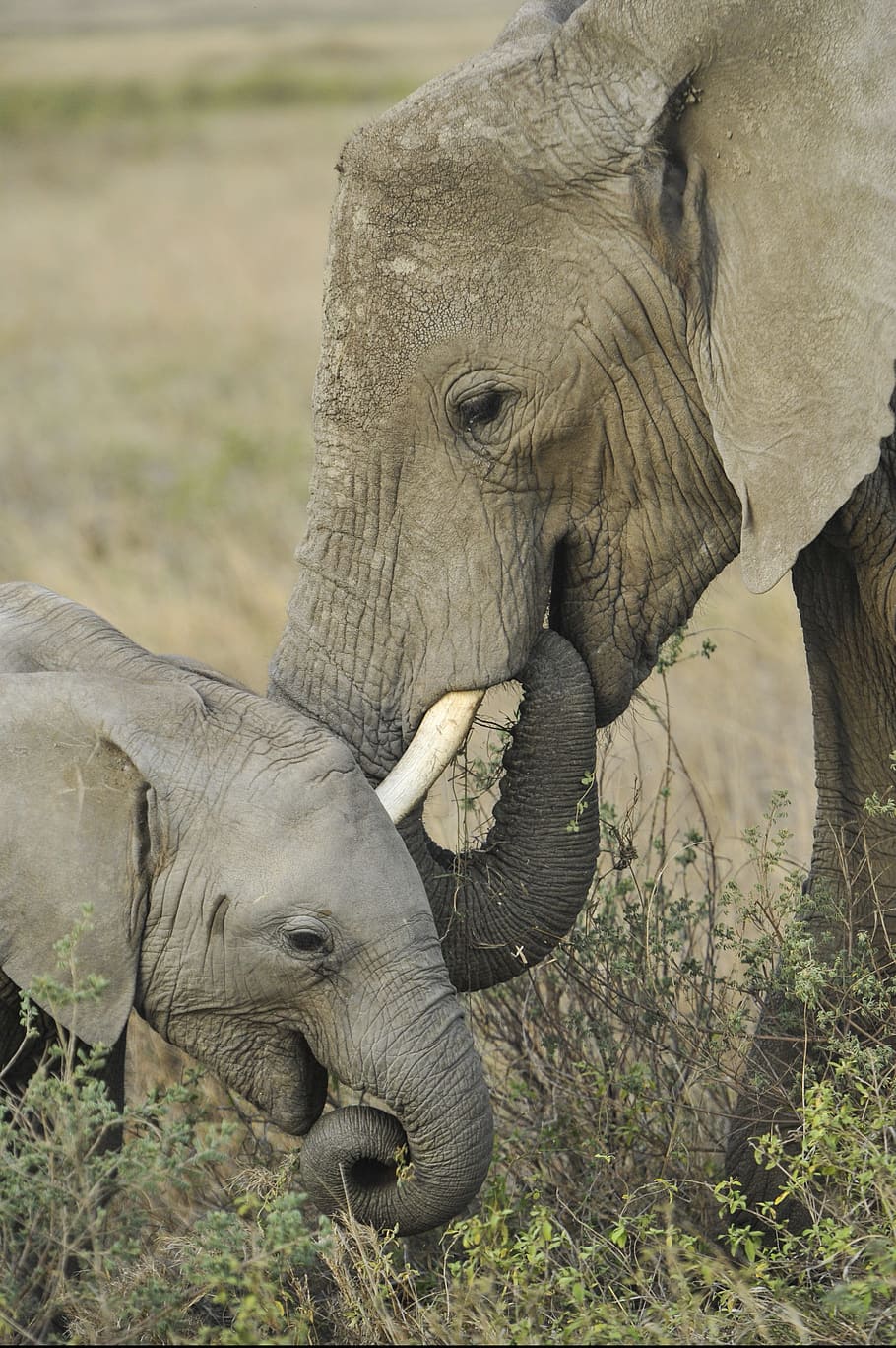 dos besos de elefante, elefante, madre, bebé, pastar, joven, vida silvestre, naturaleza, mamíferos, serengeti