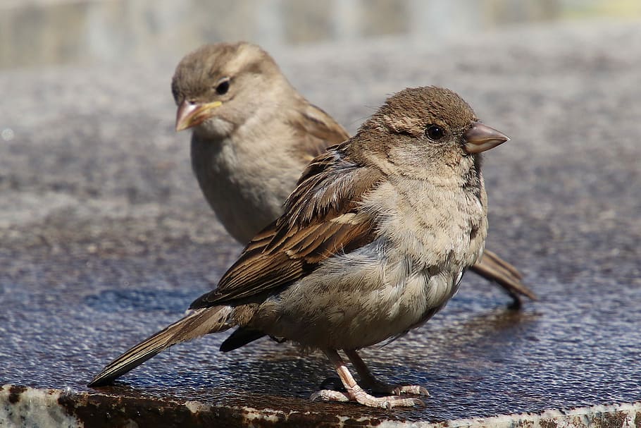 two, brown, sparrow birds, wooden, surface, sparrows, house sparrow, sperling, bird, animal