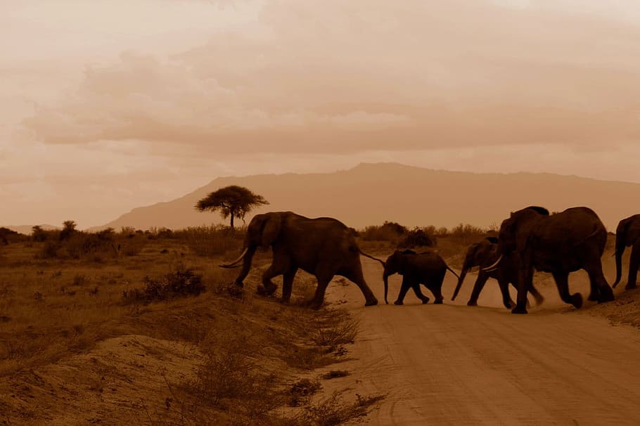 five, brown, elephant, daytime, elephants, crossing, road, baby, animal, family