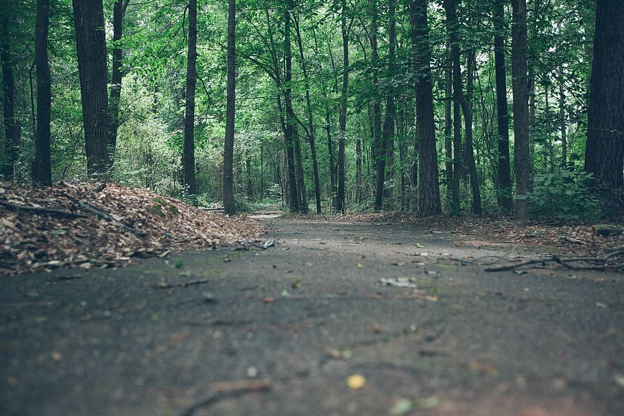 green, trees, road, footpath, forest, woods, path, nature, landscape, scenic