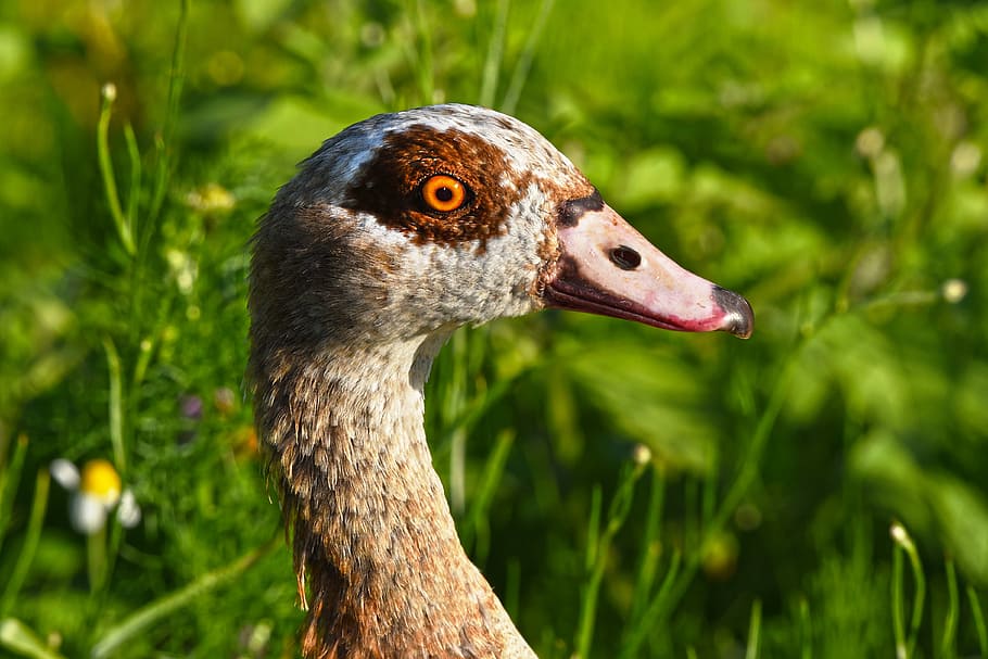 selective, focus photo, brown, duck, grass field, nile goose, waterbird, waterfowl, bird, animal