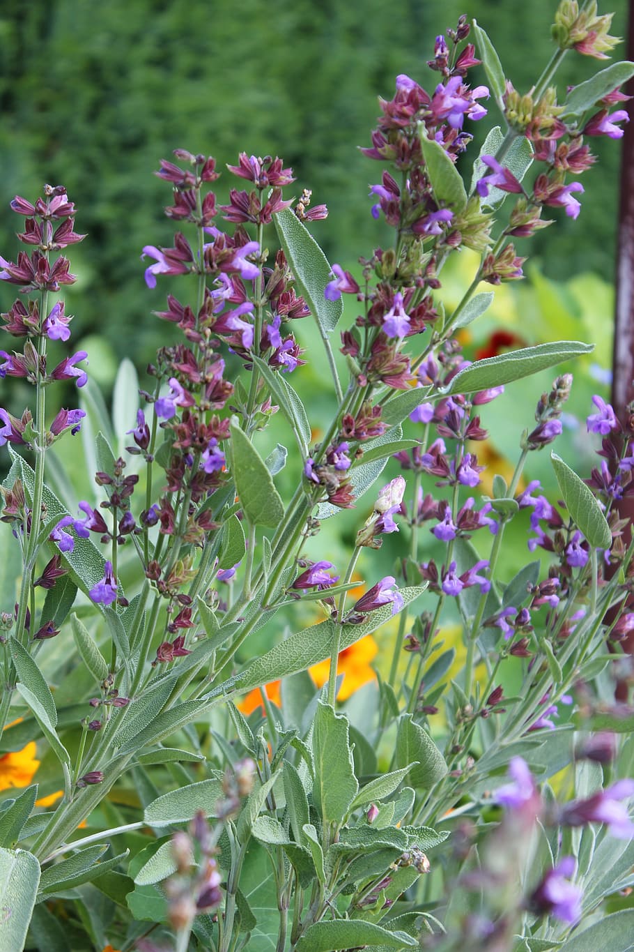 Salvia, Flor, Floración, Púrpura, salvia de jardín, crecimiento, planta, naturaleza, ninguna gente, verano