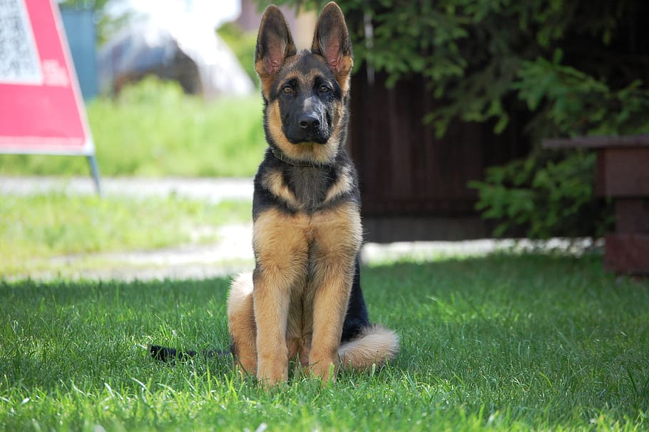 black, tan, german shepherd puppy, sitting, grass, outdoor, german shepherd, dog, alsatian, one animal
