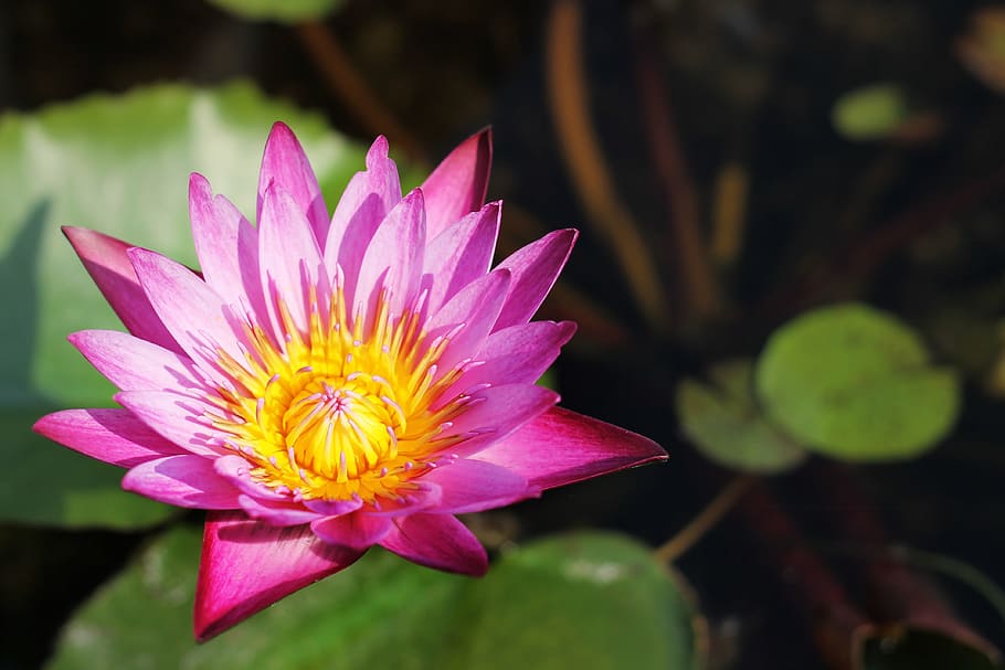 Lotus, flores, Tailandia, fondo, hermoso, floración, flor, ciencia de las plantas, cerrar, color