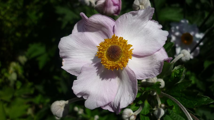 anêmona japonesa, rosa brilhante, um monte de arbusto, jardim, flor de verão, flor, planta, fragilidade, frescura, vulnerabilidade