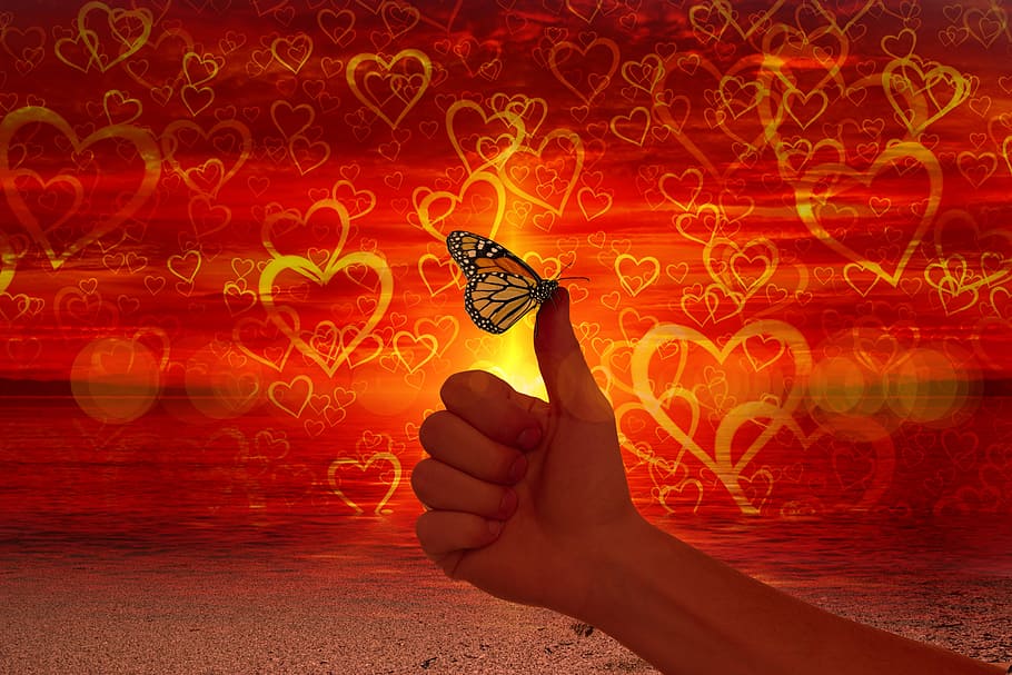 hati, cinta, seperti, ibu jari, kupu-kupu, kemudahan, kesehatan, kasih sayang, tinggi, positif